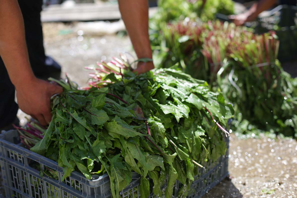 farm to fork food