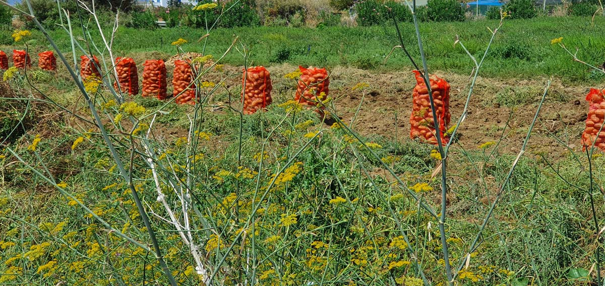 farm to fork potatoes