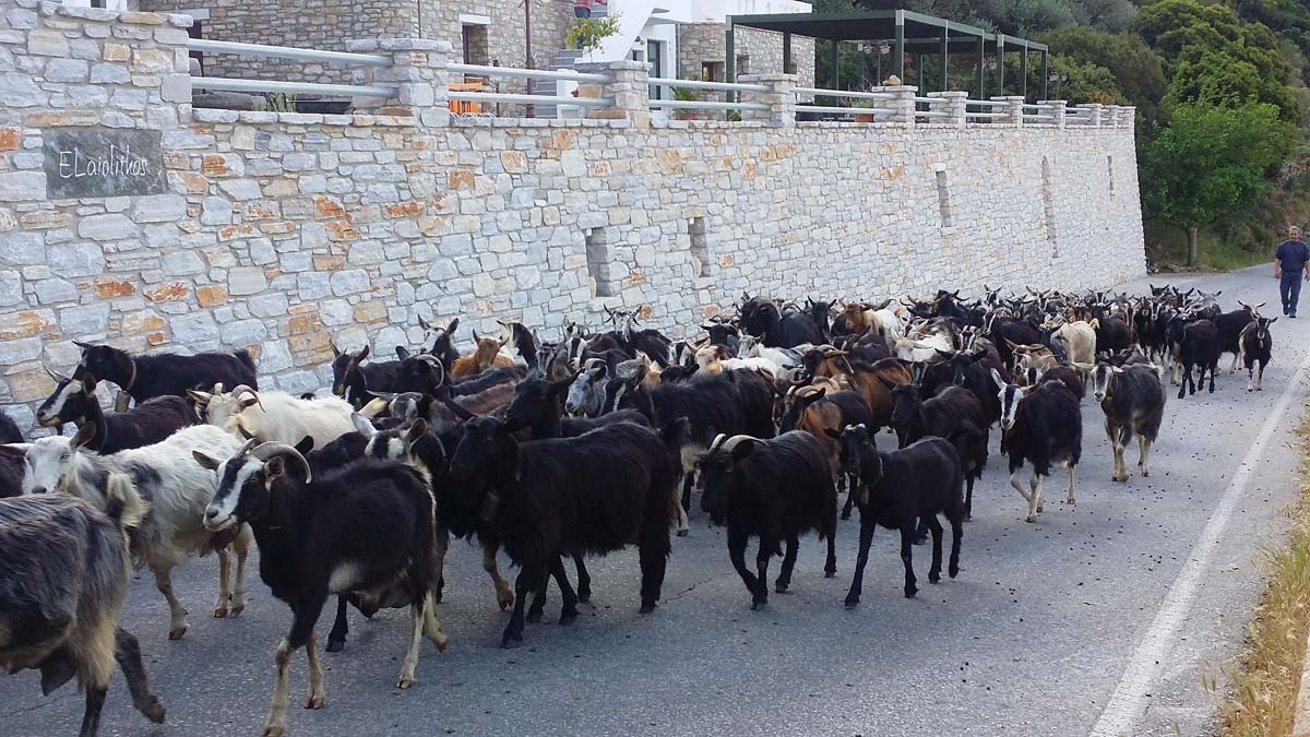 free ranged goats