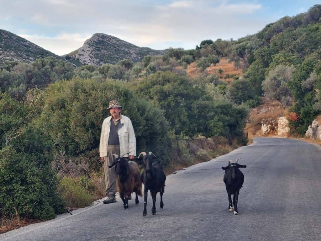 Local shepherd walking with goats in the highlands of Naxos