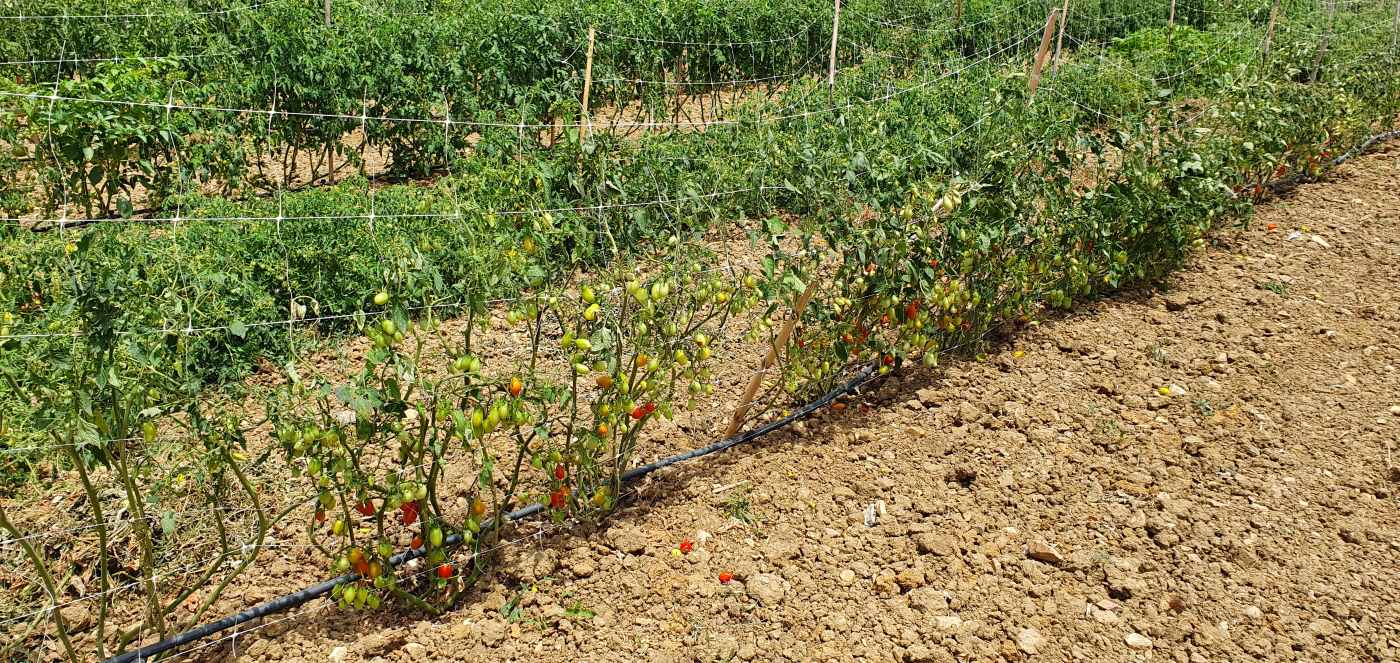 Farm-to-fork Food in Naxos