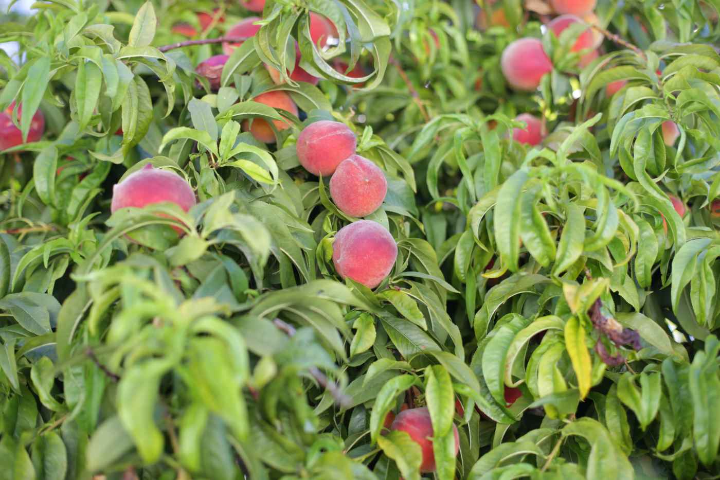 Farm-to-fork Food in Naxos