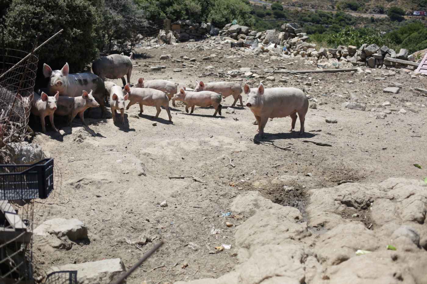 Farm-to-fork Food in Naxos