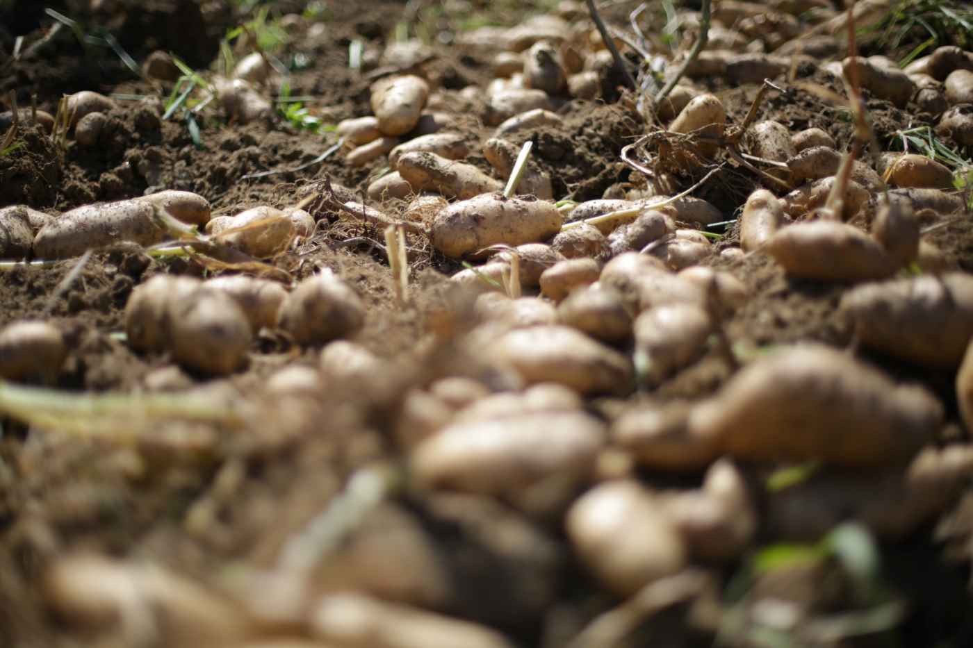 Farm-to-fork Food in Naxos