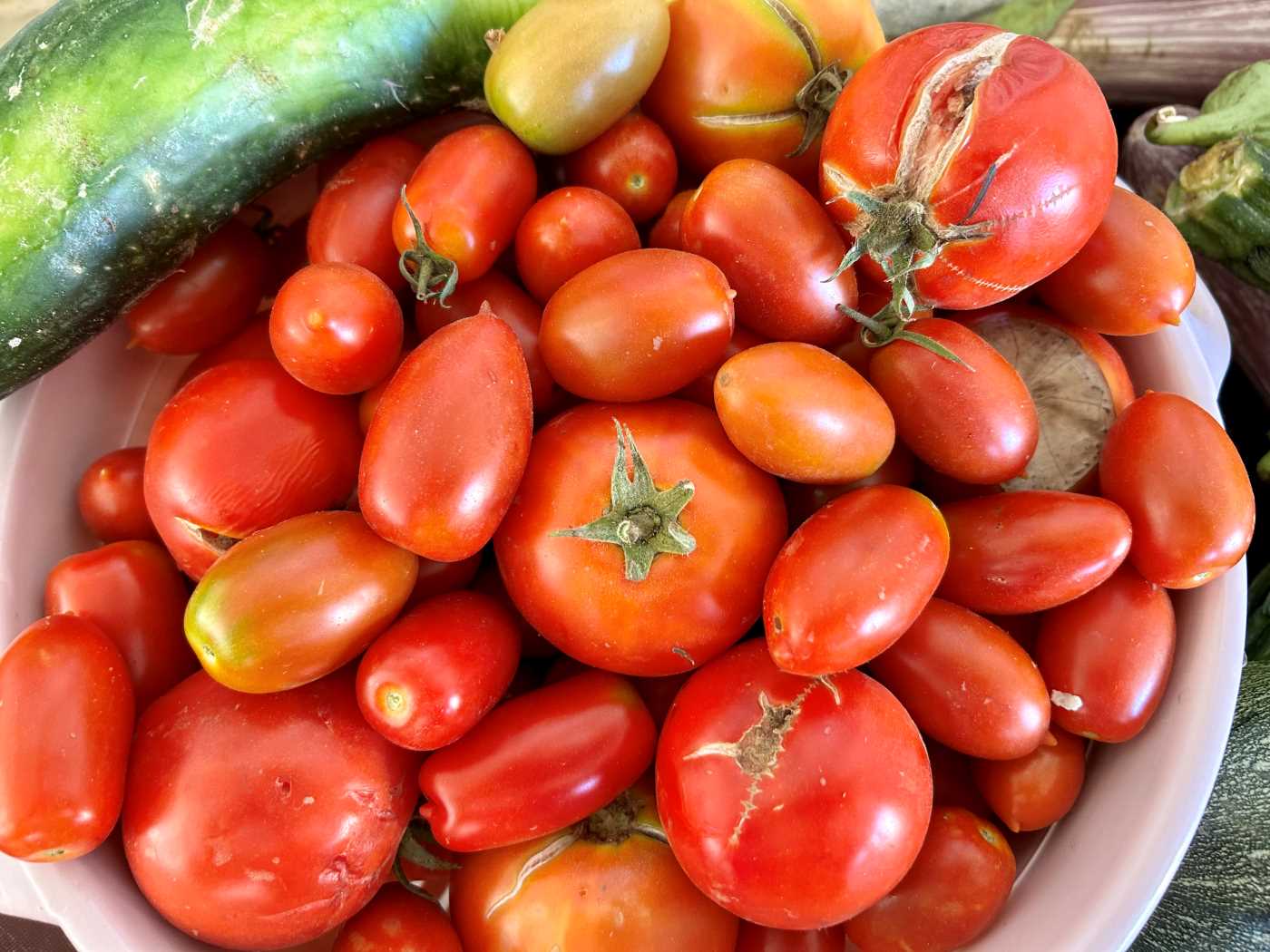 Organic Tomatoes, Cherry Tomatoes and Cucumber