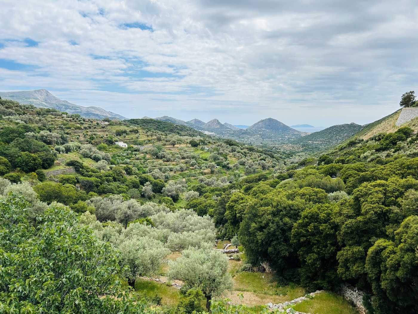 Our Olive Grove