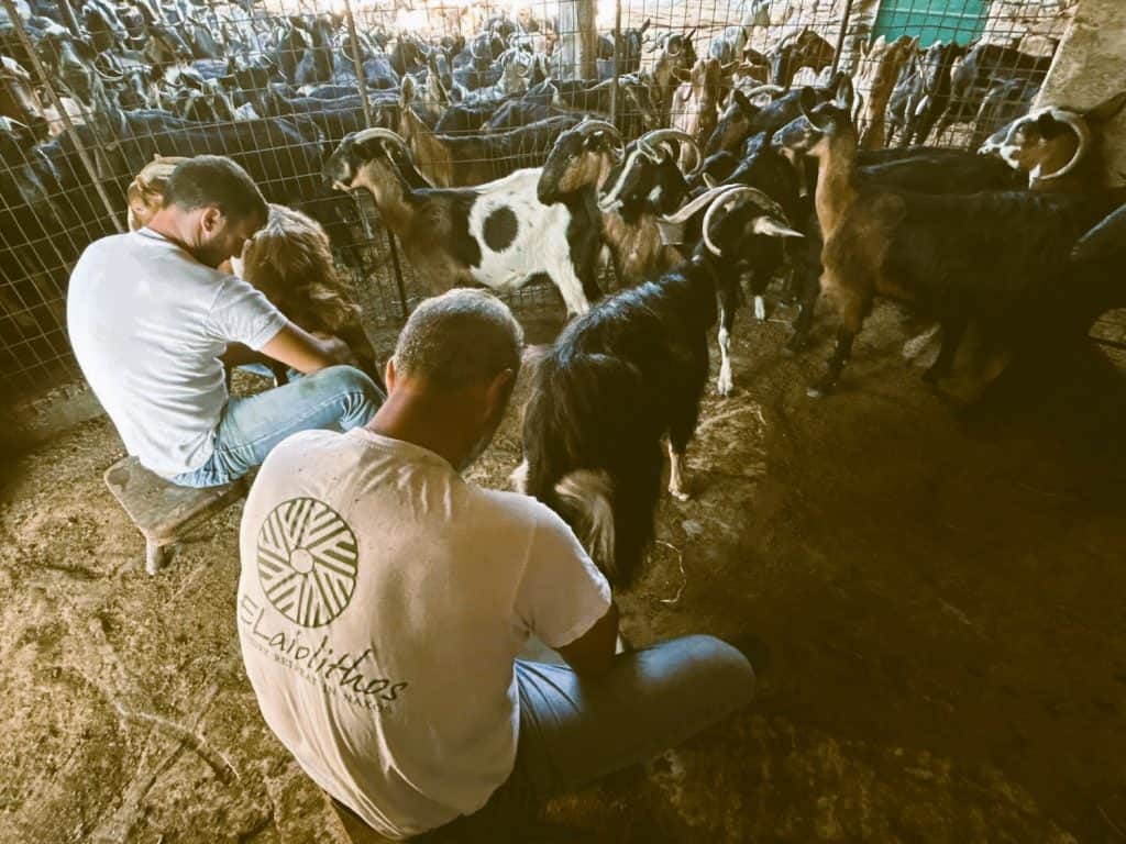 A Naxian shepherd milking goats by hand in the mountains of Naxos, Greece, providing fresh milk for ELaiolithos' artisanal cheeses.