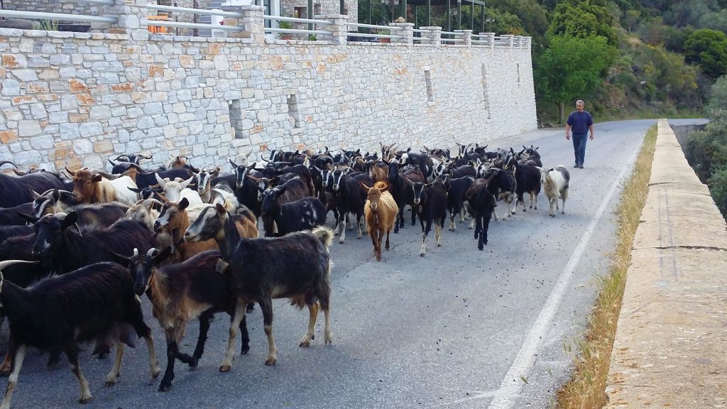 Shepherd guiding his herd along a mountain road in the Naxos mainland, Greece