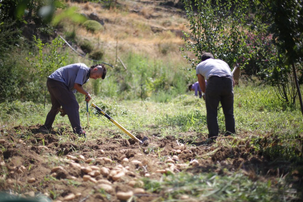Farmer cultivating Naxos potatoes using traditional methods