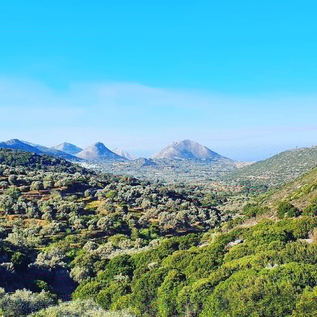 Sustainable living in Naxos with traditional farming, local herbs, and nature surrounding ELaiolithos