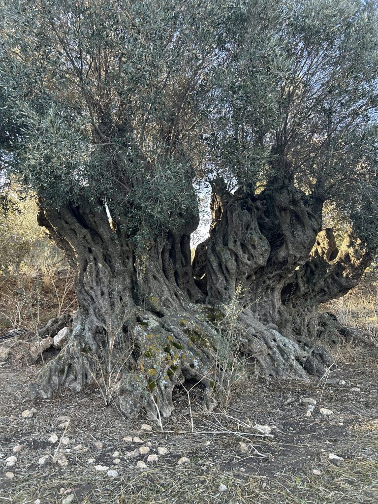 Ancient olive tree over 5,000 years old in the mainland of Naxos, Greece